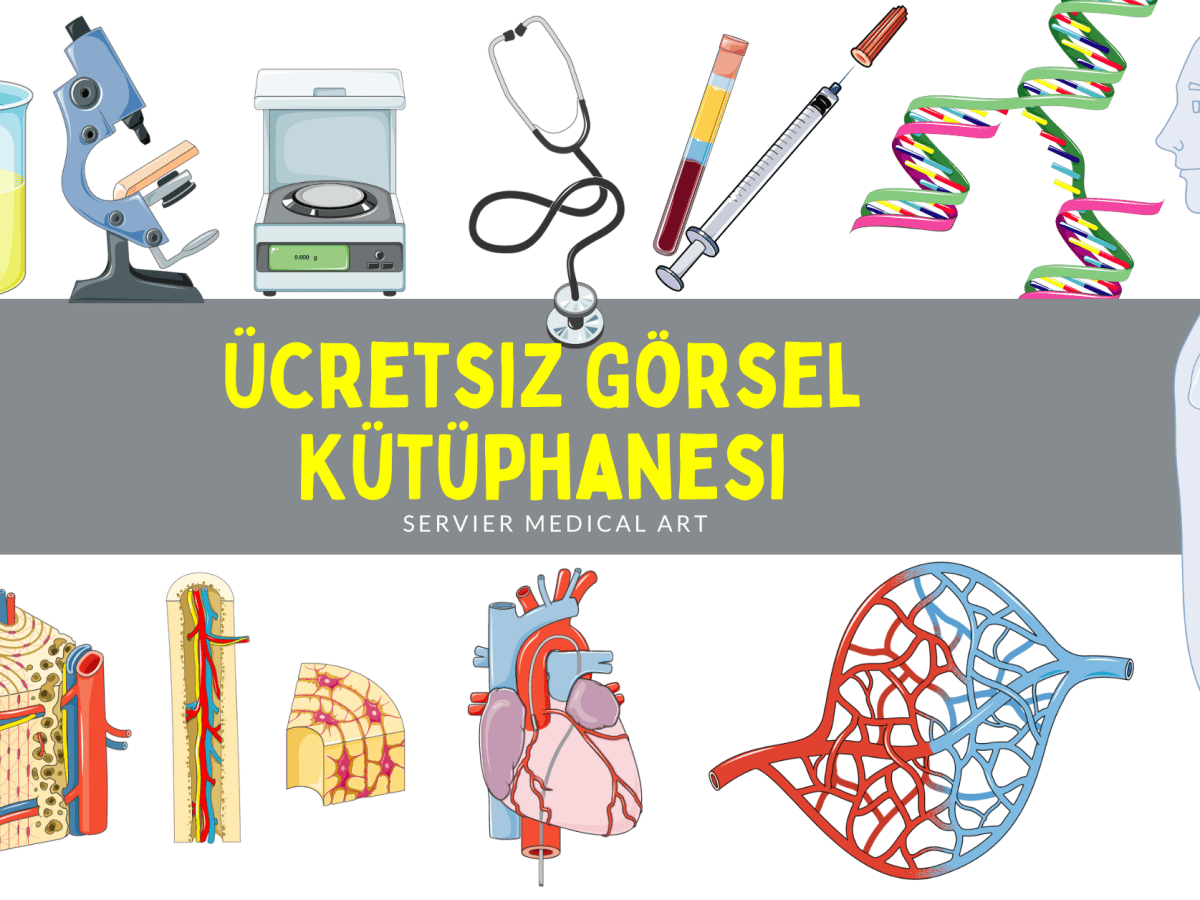3000 Ücretsiz Görsel: Servier Medical&nbsp;Art