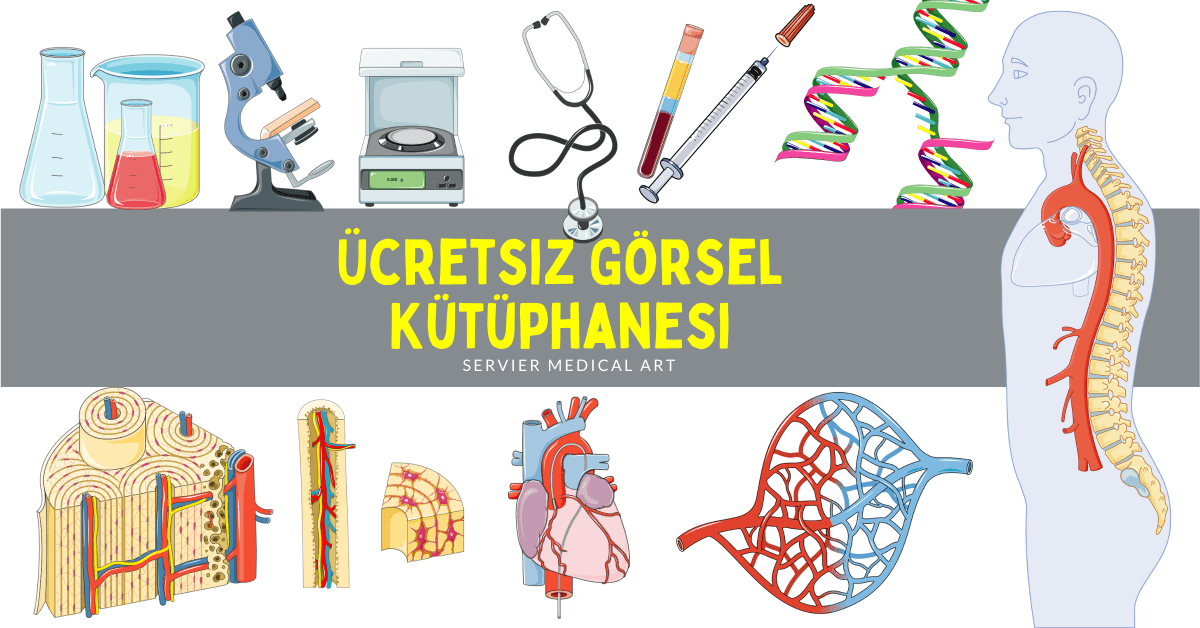 3000 Ücretsiz Görsel: Servier Medical&nbsp;Art